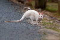 Klokan rudokrky - Macropus rufogriseus - Bennetts wallaby 5532